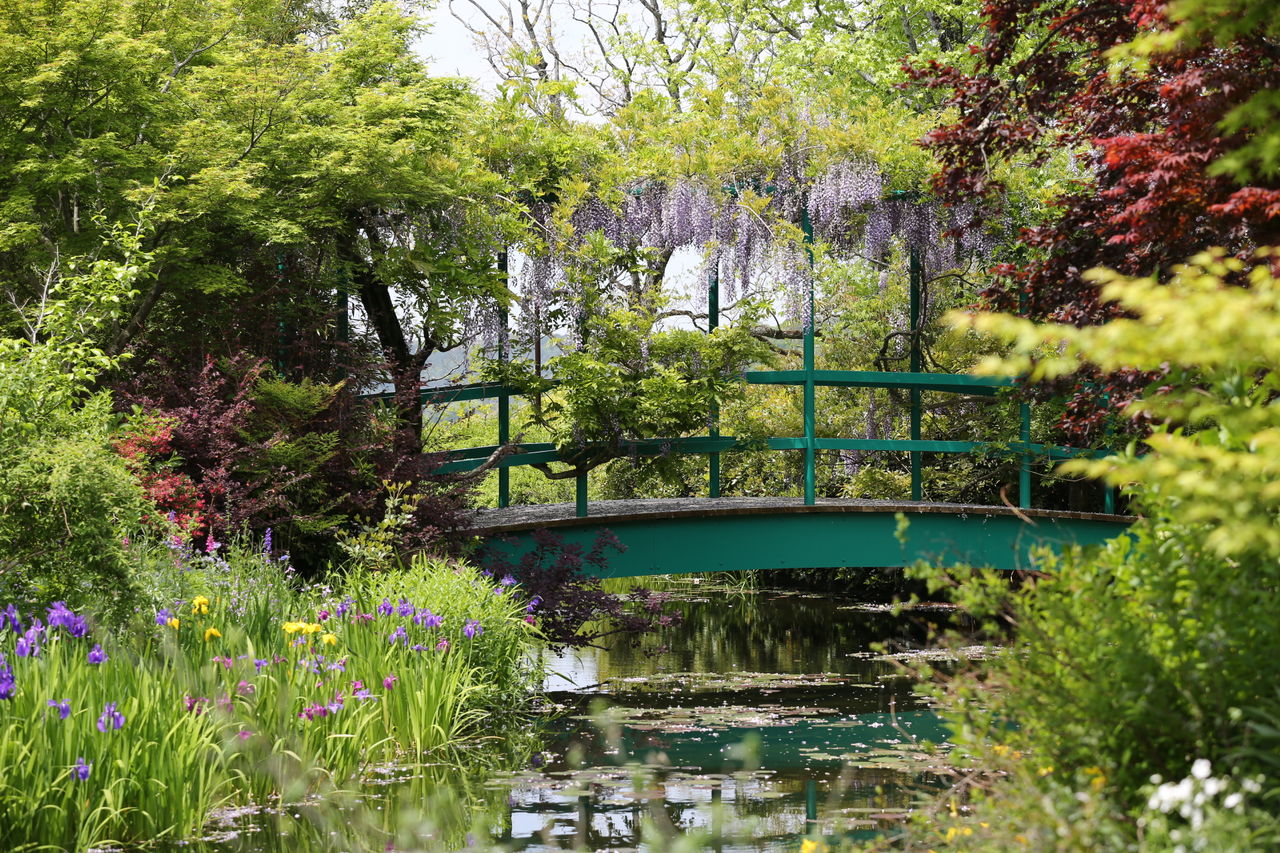 睡蓮 の 池 と 日本 の 橋